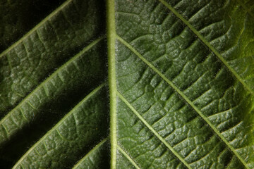 texture green leaf macro abstract background nature