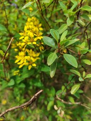 beautiful ornamental plants in the yard in the morning