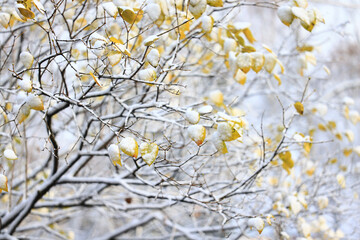 snow park leaves autumn first