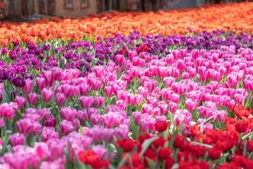 Foto op Plexiglas Colorful tulips spring flowers in the beautiful landscape garden © phanthit malisuwan