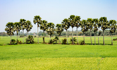 Palm trees lined up in sn agricultural field filled with rice crops against blue sky in the background.