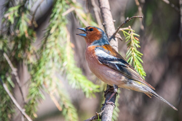 Common chaffinch, Fringilla coelebs, sits on a branch in spring on green background. Common chaffinch in wildlife.