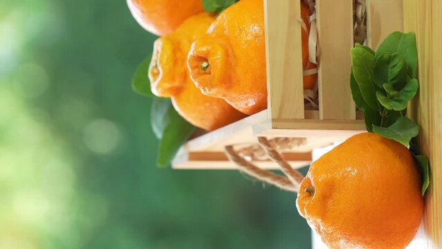 Fresh Sweet Orange fruit in Wooden box over blur greenery background, Dekopon orange or sumo mandarin tangerine over green natural Blur background.(Vertical Video).