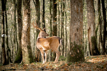 Fototapeta premium deer in the woods