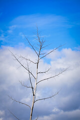 tree in the sky