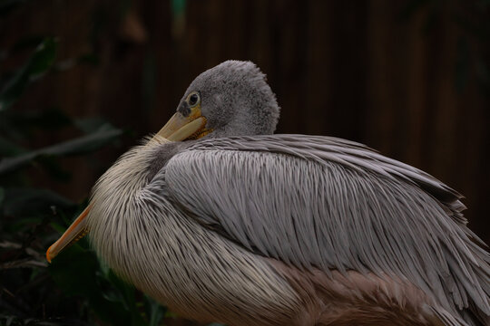 The pink-backed pelican or Pelecanus rufescens is a bird of the pelican family. It is a resident breeder in the swamps and shallow lakes of Africa, southern Arabia, and southern India.