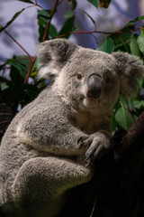 Portrait of Koala sitting on a branch.