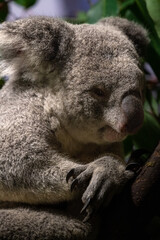A cute Koala animal in a tree clutched the trunk of a brown tree