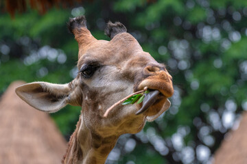 Close up of young giraffe eating leaves with his tongue out