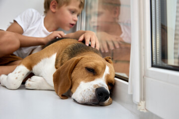 Beagle dog sleeps lying on windowsill while the boy sits next to him and looks out window. Thoroughbred dog calmly rests when sad child strokes him and looks at street through the window