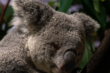 Cute sleeping wild koala closeup portrait