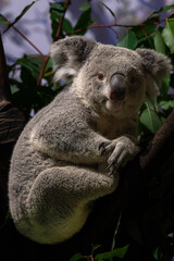 cute little koala resting looking away on the tree close up at symbio wildlife park in australia