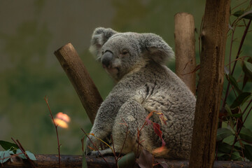 A koala, Phascolarctos cinereus, sitting upright in a tree.