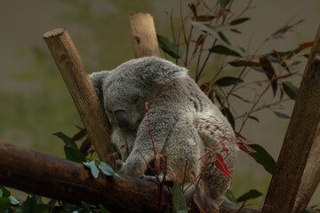 the joey koala is climbing up a tree