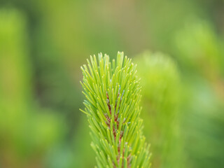 Fir branches with fresh shoots in spring.
