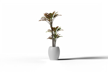 Obraz na płótnie Canvas Croton plant in white pot
