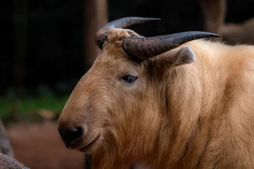 Fotobehang Sichuan takin or Tibetan takin is a subspecies of takin (goat-antelope). Budorcas from Greek bous ("ox" or "cow") and dorkas ("gazelle") taxicolor from Latin taxus ("badger") and color ("hue") © Tatiana Kashko