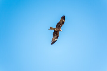 The bird of prey Black Kite flying in blue Sky