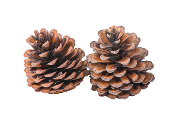 pine flowers isolated on transparent png