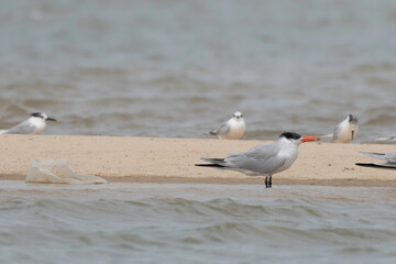 Caspian tern in Langue de Barbarie National Park