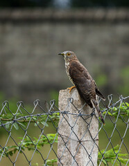 Common Hawk Cuckoo, the songbird with beautiful yellow ring around the brown eyes, white bellied and brown spotted on it, is sitting on the stone pillar in the morning golden light...