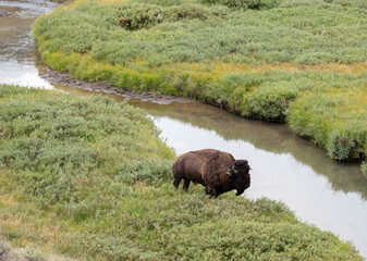 American bison buffalo bull next to Elk Antler creek in the Hayden Valley in Yellowstone National Park United States