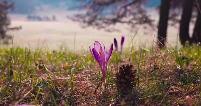 Morning dew over fresh green grass and wild crocus flowers on a mountain pasture, beautiful spring forest landscape