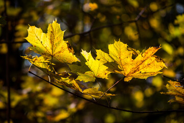 Bright maple leaves yellowed in autumn in the forest