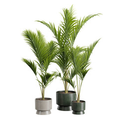 3d rendering majesty palm revenea rivularis isolated on white background