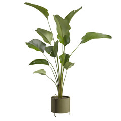 3d rendering potted calathea lutea isolated on white background