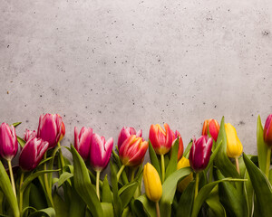 Beautiful celebration background. Bunch of multicolored tulips with waterdrops on textured background. Copy space, flat lay.