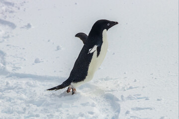 Obraz premium Adelie penguin (Pygoscelis adeliae) on the antarctic peninsula. Standing in snow. Beginning jump over penguin track in snow. Flippers spread wide. 