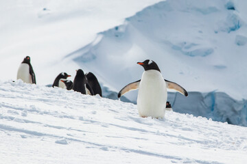 Group of Gentoo penguins (genus Pygoscelis) on Antarctic Peninsula.  Slope of snow-covered mountain in background. Penguin in foreground facing camera, flippers spread wide.   © dhayes