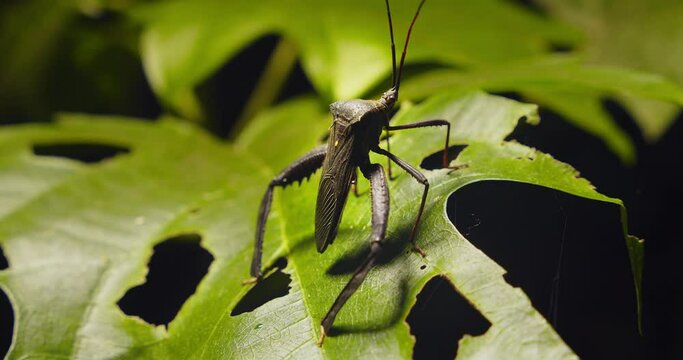 A Large sap-sucking bug sitting on a leaf from the hemiptera order belonging to Coreidae family
