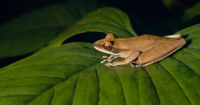 Sideways position of a sitting brown tree frog on a wide leaf in the forest at night with big bulging eyes