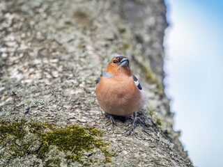Common chaffinch, Fringilla coelebs, sits on a tree. Common chaffinch in wildlife.