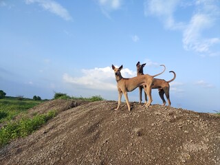 Kombai and kanni(chippiparai)dog-Portrait against blue sky. Indian dog breeds landscape shot