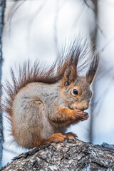 The squirrel with nut sits on a branches in the spring or summer.