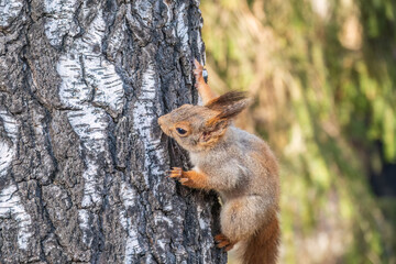 Naklejka na ściany i meble The squirrel sits on a branches in the spring or summer.