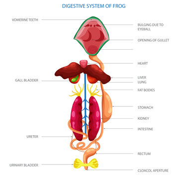 Labeled diagram of Digestive system of frog