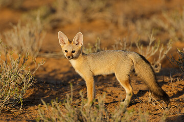A Cape fox (Vulpes chama) in early morning light, Kalahari desert, South Africa.