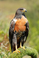 A jackal buzzard (Buteo rufofuscus) perched on a branch, South Africa.