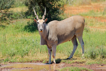 A male eland antelope (Tragelaphus oryx) at a waterhole, Mokala National Park, South Africa.