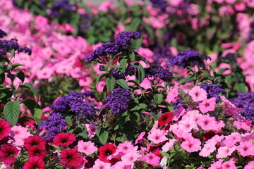Obraz premium flowers in the garden
