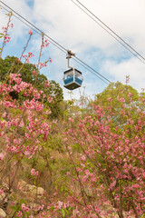 Cable car with cherry blossom in full bloom in Hong Kong