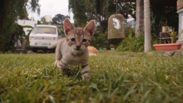 Kitten Chases Wide Angle Camera Low Angle Slomo