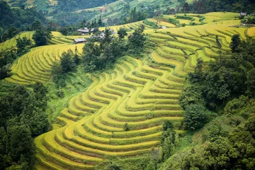 Foto op Plexiglas rice terraces field in Ha Giang Vietnam © dodovietnam