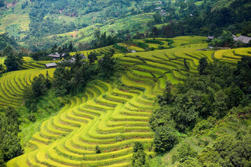 rice terraces in Ha Giang Vietnam