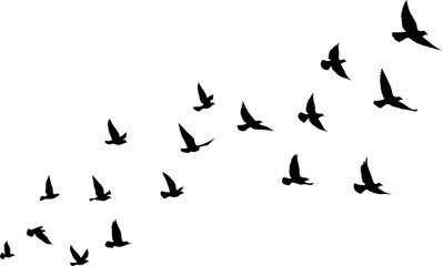 Obraz na płótnie Canvas Black vector flying birds flock silhouettes isolated on white background. symbol tattoo design graphic.