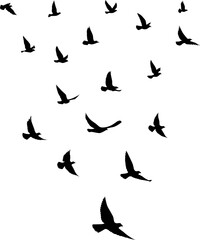 Black vector flying birds flock silhouettes isolated on white background. symbol tattoo design graphic.